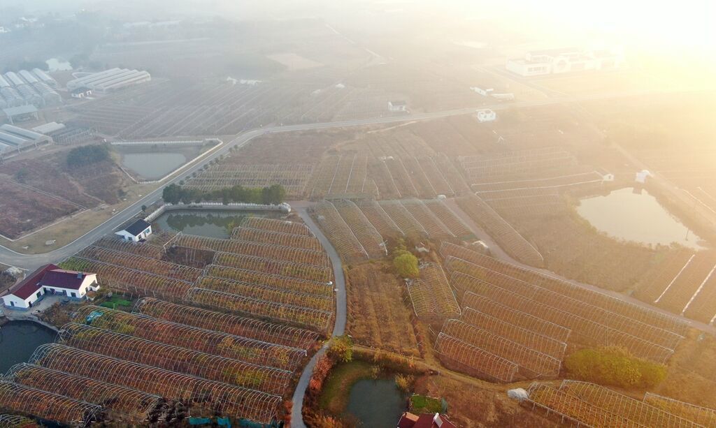 江苏句容：万亩葡萄园换上“秋冬装”  空中俯瞰色彩斑斓