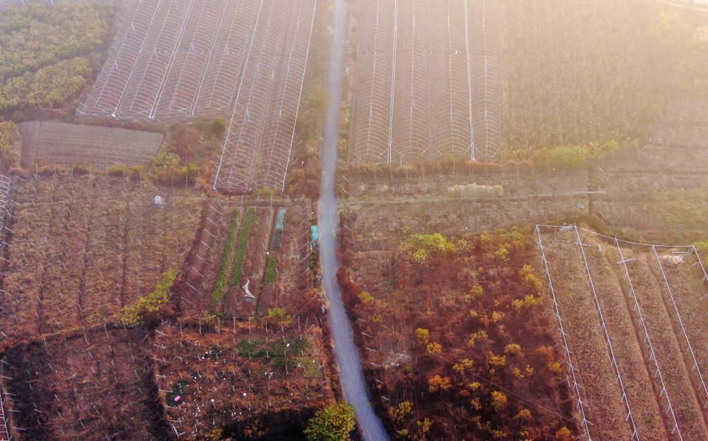 江苏句容：万亩葡萄园换上“秋冬装”  空中俯瞰色彩斑斓