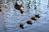 2019年11月24日，北京天气转冷，玉渊潭公园樱花湖内的“鸭妈妈”带领“鸭宝宝”觅食。它们时而靠拢，时而分散，游弋自如，十分可爱。