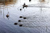 2019年11月24日，北京天气转冷，玉渊潭公园樱花湖内的“鸭妈妈”带领“鸭宝宝”觅食。它们时而靠拢，时而分散，游弋自如，十分可爱。