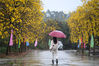 2019年2月23日，广州市花都区赤坭镇竹洞村，村里成片的黄花风铃木已然怒放，不管是村道路旁，还是池塘四周，都披着一层金黄色的外衣。莫己若/视觉中国