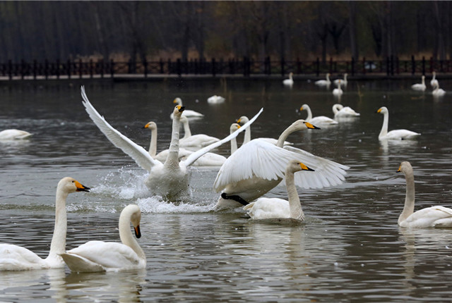 山西运城：4000多只大天鹅黄河湿地越冬 天鹅观赏进入旺季