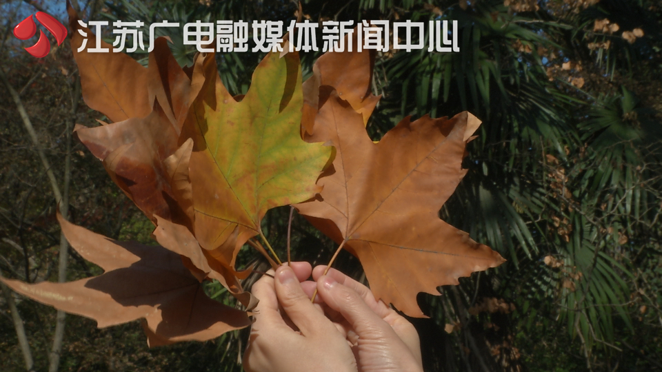 原装进口“香榭落叶”网店卖160一片！提醒：南京遍地是，随手捡