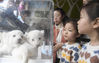 2019年11月2日，济南，“龙凤胎”白狮兄妹与一对双胞胎姐妹隔箱见面。当日，在山东济南野生动物世界诞生的“龙凤胎”白狮满月亮相，并被取名为“齐齐”和“灵灵”。 