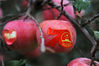 2019年11月2日，北京，昌平苹果熟了，挂满枝头。果园主人给苹果精心打扮，拟人的造型惟妙惟俏，同时，有一部分苹果还贴上了庆祝祖国70年生日的字样。别出心裁的构思，让整个果园充满趣味生机。
