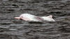 2019年11月3日，在广西钦州三娘湾拍摄到的中华白海豚。  