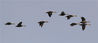 2019年11月3日，河北省张家口市洋河湿地内大量鸟类迁徙至此，形成了人与自然和谐相处的美景。