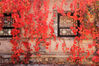 2019年10月30日，北京，古北水镇秋色正浓，随处可见的爬山虎蔓茎纵横，叶子正红，将水镇变成了红叶小镇，美如画卷。