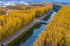 2019年11月03日，北京，京密引水渠昌平段，河道两旁的杨树叶已经变黄，碧水黄叶映衬，秋意正浓。
