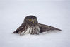 2013年12月13日消息（具体拍摄时间不详），摄影师Jari Peltomaki喜欢拍摄欧洲各地的各种猫头鹰，从芬兰到英国，并将捕捉到的精彩图像集结出版，其中就有很多平日难得一见的有趣时刻。比如，一只鬼鸮从人工鸟巢中探出头来，突然眨了下眼睛似乎在表示感谢；还有的猫头鹰则为了捕食把自己埋入了雪地中。chinafotopress/视觉中国