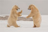 2014年6月10日消息（具体拍摄时间不详），北极太冷了怎么办？两只小北极熊为了御寒竟在妈妈的眼皮底下打起拳击，只见他俩直挺挺地站立着，挥舞熊爪攻击对方，打拳的动作也很标准。chinafotopress/视觉中国