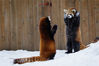 2016年2月23日消息（具体拍摄时间不详），加拿大魁北克，两只小红熊猫在雪地里玩耍，玩起了“警察与罪犯”的游戏，一只小红熊猫双手抬起，另一只则做出了“举枪”的动作。摄影师Dominic Marcoux在魁北克的Granby动物园捕捉下了这一有趣画面。chinafotopress/视觉中国