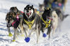当地时间2017年3月6日，美国阿拉斯加州费尔班克斯，一年一度的艾迪塔罗德狗拉雪橇比赛(Iditarod Trail Sled Dog Race)持续举行。NATHANIEL WILDER/视觉中国