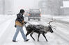 当地时间2013年11月10日，美国阿拉斯加安克雷奇，一名男子牵着一头驯鹿在风雪中行走。Anchorage Daily News/Getty Ima/视觉中国