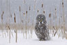 2017年12月27日讯（具体拍摄时间不详），加拿大渥太华河，摄影师在雪地上捕捉到一组猫头鹰捕猎的画面，尽管它们的眼睛和吸引人，但实际上猫头鹰捕猎依靠的是敏锐的听觉。Richard Dobson/Solent News/视觉中国