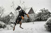 当地时间2017年12月11日，法国戈德瓦尔斯费尔德，一只狗狗跳起来抓雪球。PHILIPPE HUGUEN /视觉中国
