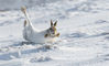 2018年3月20日讯（具体拍摄时间不详），英国苏格兰高地的芬霍恩山谷，山上的野兔在雪地里撒欢。 三月里，英国的很多地方的冰雪可能已经融化，但这里依旧是白茫茫一片。 野生动物摄影师凯特·麦克雷刚发现野兔时以为它们滑倒了， 当她拍照时才意识到它们是在雪地里打滚。SWNS/视觉中国
