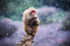 2018年12月9日，南京迎来降雪天气。在南京红山森林动物园猴山上，猕猴迎风戏雪，自得其乐。苏阳/视觉中国