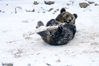 2018年12月11日，山东青岛森林野生动物世界，一头棕熊在雪地里抱着一根木棍玩耍。供图/视觉中国