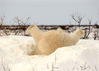 2019年2月21日讯（具体拍摄时间不详），加拿大哈德逊湾，野生动物摄影师珍妮·史蒂文斯(Jenny Stevens)拍到一只北极熊在雪地里打滚时笨拙而可爱的照片。这只成年北极熊像孩子一样高兴地在雪堆里打滚，时而把头钻进雪地里，时而把腿伸向空中，玩得不亦乐乎。Solent News/视觉中国