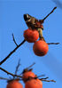 2019年11月29日，安徽黄山，鸟儿在屯溪区汉砂村一农家院内的柿子树上啄食成熟的柿子。