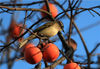 2019年11月29日，安徽黄山，鸟儿在屯溪区汉砂村一农家院内的柿子树上啄食成熟的柿子。施广德/视觉中国