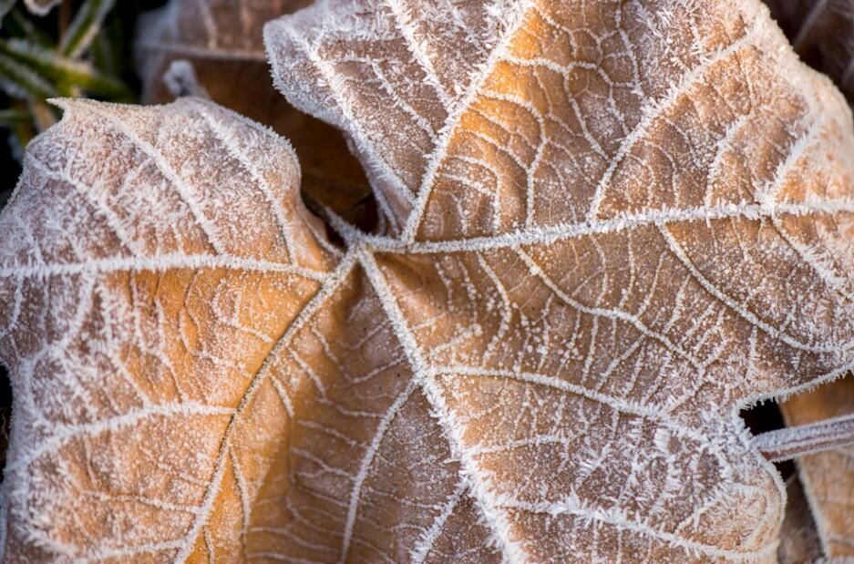 宿豫：晨曦“微雪” “小霜”迷人