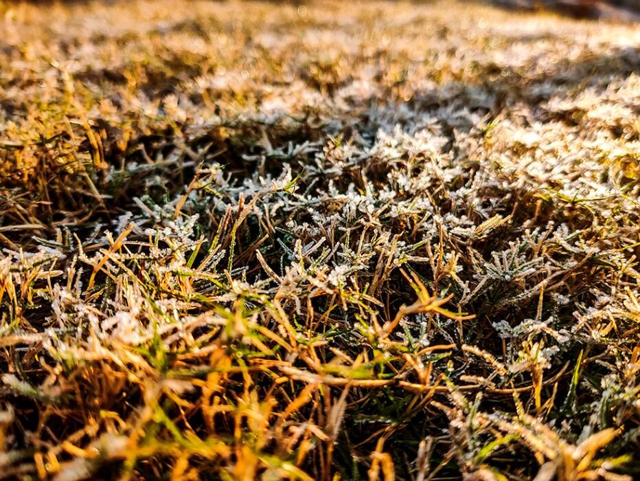 宿豫：晨曦“微雪” “小霜”迷人