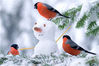 2017年12月20日报道（具体拍摄时间不详），下雪啦，挪威Hafjell雪地里来了一群知更鸟，它们“挑逗”起雪人啦！图片中，这群好奇的鸟儿在雪人身边跳上跳下，甚至还蹦到人家头上仔细查看，似乎是想要弄明白这是不是他们的新朋友。它们橘色的羽毛映衬着周边纯白的世界，画面美翻了。
