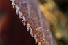 2019年12月2日，江苏省宿迁市古黄河景区植物凝结了一层霜，宛若镶上了一圈花边。“大雪”节气将至，受冷空气影响，淮安市气温骤降10摄氏度并出现霜冻。周长国/视觉中国 编辑/康娜
