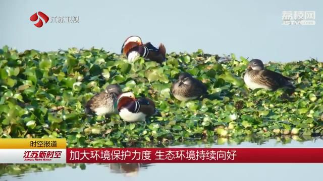 加大环境保护力度 生态环境持续向好 江苏各地纷纷迎来栖息候鸟