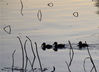 2019年12月2日，北京玉渊潭公园湖畔，三只野鸭宝宝在冰面上行走、湖中游弋，呆萌可爱。杜佳/视觉中国 编辑/陈进