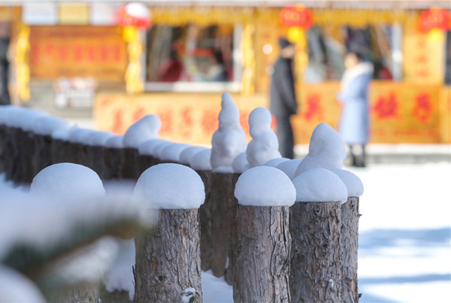 黑龙江牡丹江：雪乡木栅栏积雪厚实 如同一个个“雪馒头”排放整齐