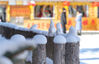 2019年11月28日，黑龙江省牡丹江市，在雪乡一家宾馆院外的木栅栏上，雪积其上，一个个圆鼓鼓如馒头，几十个整齐排列。