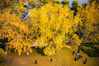 2019年12月6日，大雪时节，在南京玄武湖景区，银杏落叶给大地铺上了一层金色的“地毯”，美不胜收。苏阳/视觉中国 编辑/陈进