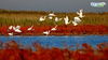 初冬的北大港湿地，深红的碱蓬草，犹如一片“珊瑚海”；金黄的芦苇丛，摇曳轻荡在风中。在这自然孕育的环境中，候鸟成为了这里的主人。
