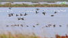 在北大港湿地上空，鸟群肆意翱翔。