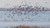 在北大港湿地上空，鸟群肆意翱翔。