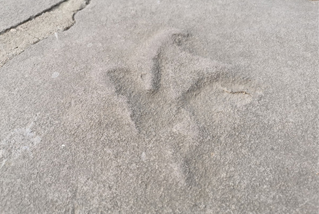 河北承德：避暑山庄石板路发现恐龙足迹