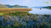 广西横县西津国家湿地公园位于珠江流域郁江段，由于西津水电厂大坝的建成，让上游形成了巨大的水库——西津湖。