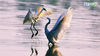 广西横县西津国家湿地公园，白鹭在水中翩翩起舞。