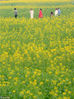 2019年2月10日，人们在江西省吉安市永丰县潭城乡一处油菜花田游玩。