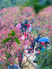 2019年2月10日，在佛山市南海区狮山镇的南国桃园风景区，数百株桃花盛开，吸引大批市民前来赏花游玩。