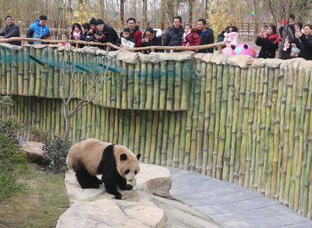 Panda twins meet public in Nantong