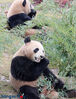 The panda twins, Xing Hui and Xing Fan, meet the public in Nantong Forest Wildlife Park, February 5, first day of the Chinese Lunar New Year.The two giant pandas arrived at Nantong from Chengdu, Sichuan province on Jan. 22.A five-year science education program for panda-breeding will also be conducted in the park. 
