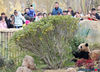 The panda twins, Xing Hui and Xing Fan, meet the public in Nantong Forest Wildlife Park, February 5, first day of the Chinese Lunar New Year.

