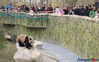 The panda twins, Xing Hui and Xing Fan, meet the public in Nantong Forest Wildlife Park, February 5, first day of the Chinese Lunar New Year.