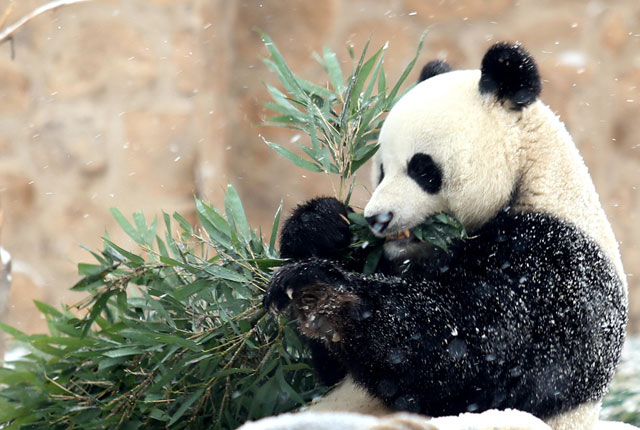 济南：大熊猫雪中撒欢尽显萌态
