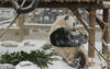 2019年2月14日，济南天空飘着雪花，济南动物园内大熊猫撒欢，吃竹子、玩倒立、雪地打滚......萌态造型吸引众多游客围观。