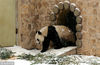 2019年2月14日，山东济南天空飘着雪花，济南动物园内大熊猫撒欢，吃竹子、玩倒立、雪地打滚......萌态造型吸引众多游客围观。严海宁/视觉中国